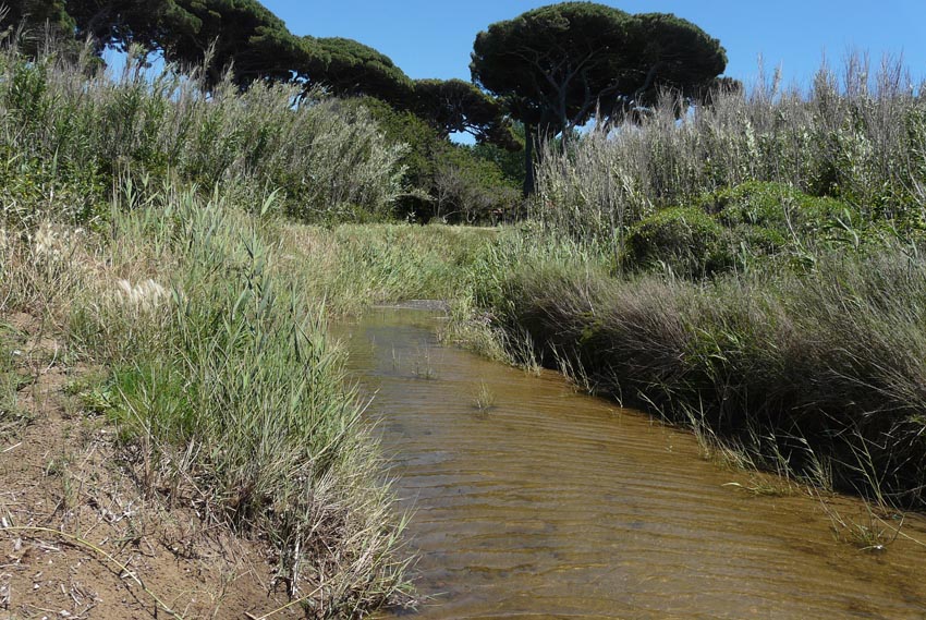 I fossi e lo stagno di Baratti (Piombino - LI)